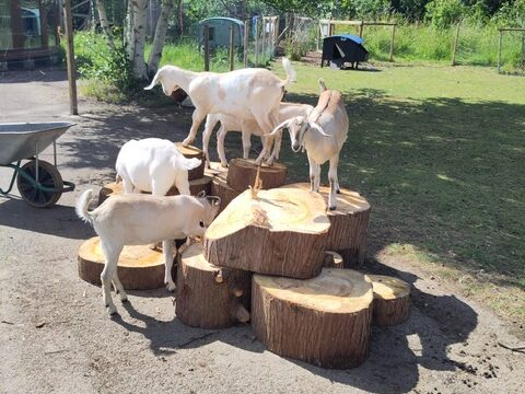 Frolicking-goats