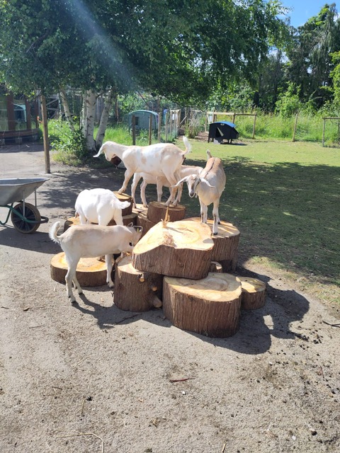 Family Open Day at Oxford City Farm